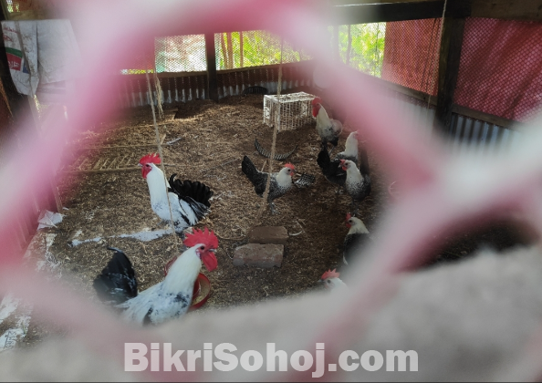 ফাউমি মুরগির বীজ ডিম